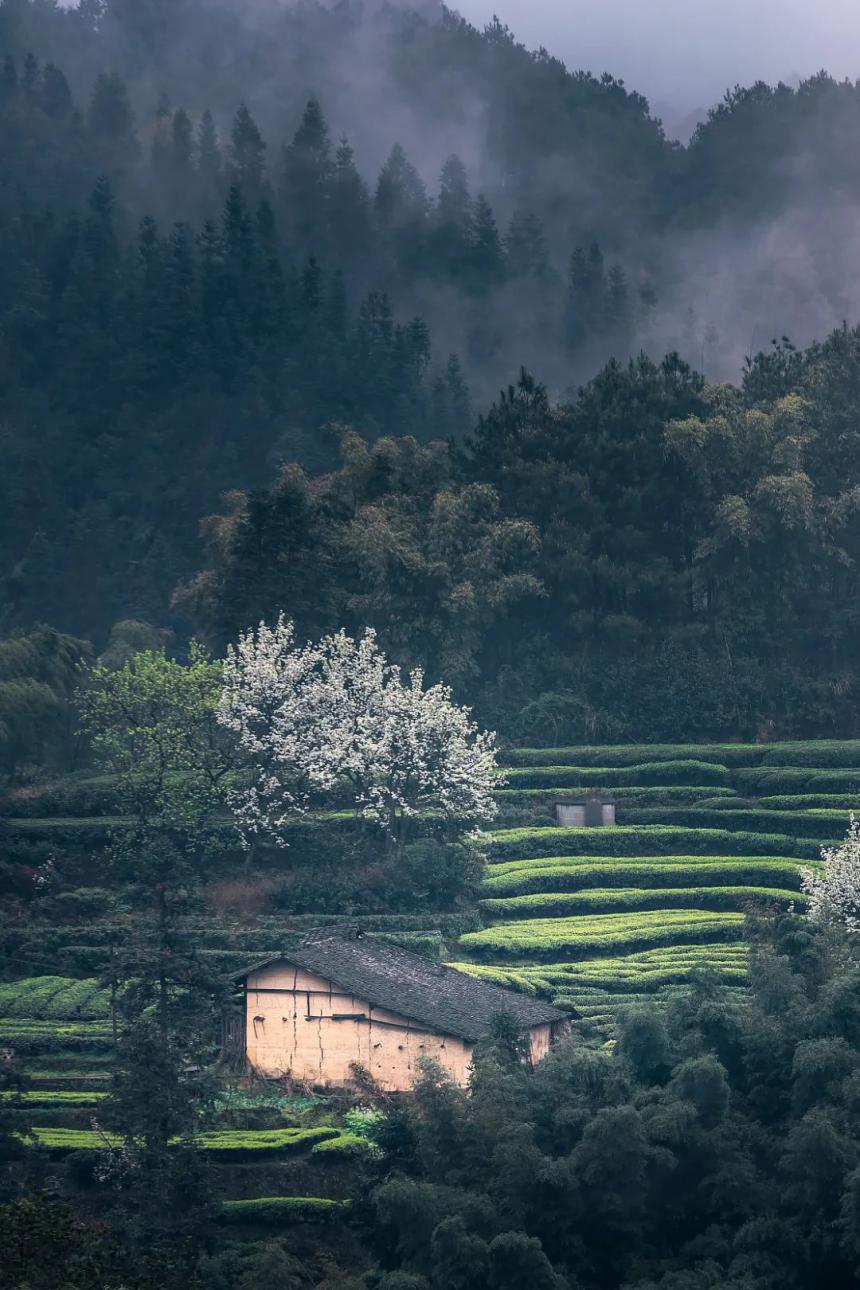 地道寻茶记-中国第一杯早春茶到底在哪里